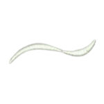 Daisy Combo - Image 10